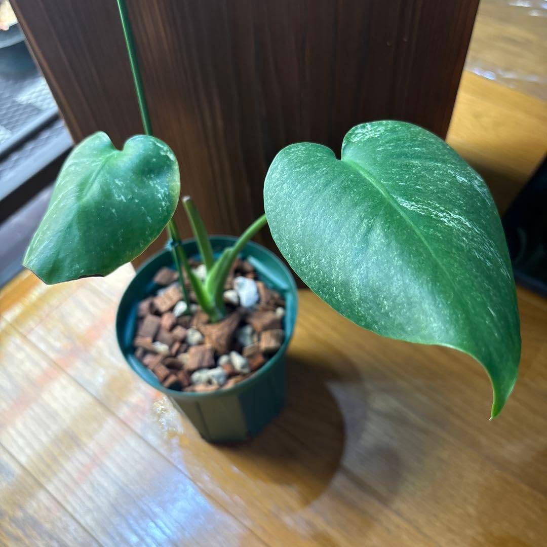Amazon.co.jp: MONSTERA DEVIL MONSTER モンステラ デビルモンス タ ー